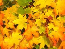 郑州旅游景点推荐是哪里开放的地方，郑州旅游景点攻略