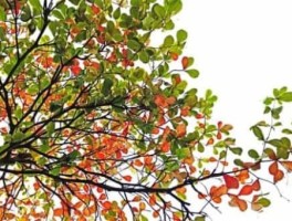 陇南最新旅游资讯报道(甘肃陇南新闻网)