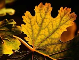 广州水巴路线，广州水巴路线时间表S04