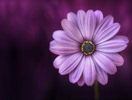 到稻城怎么走，去稻城的路线