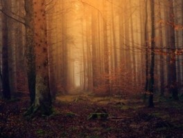 石家庄55路公交车路线，石家庄55路公交车路线查询