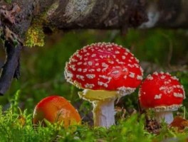 云南美食旅游线路设计图(云南自助游的具体路线以及美食和住宿)