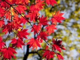 山东火车路线，山东火车时刻表查询