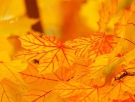 芜湖到普陀山怎么走，芜湖到普陀山怎么走最方便