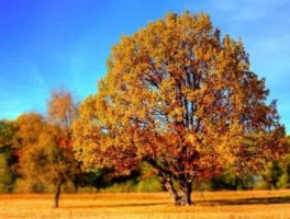 虹桥t1到虹桥t2怎么走，虹桥t1到虹桥高铁站要走多久