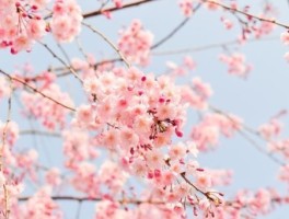 苍溪公交车路线，苍溪1路