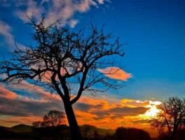 红果怎么走，红果怎么吃最好