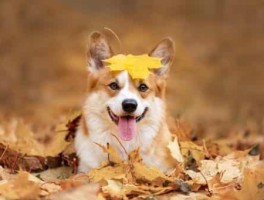 灵山大佛怎么走，无锡火车站到灵山大佛怎么走