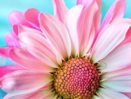 软件开发技术路线图，软件开发技术流程图