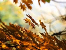 北京到固安怎么走，北京到固安坐什么车最快