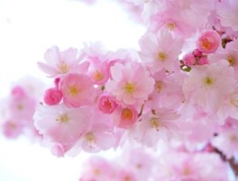 扬州到同里古镇怎么走，扬州到同里古镇怎么走最快