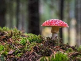 西安旅游适合带回的美食(可以给父母带回来什么特色小吃呢)