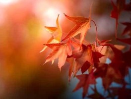桂林两江旅游景点介绍，桂林机场到漓江景区怎么走