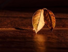 11月适合去哪里旅游，11月适合去哪里旅游国内带老人