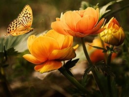 凤凰到芙蓉镇怎么走，凤凰到芙蓉镇怎么走方便