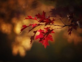 玫瑰花怎么走，玫瑰花怎么哲呀