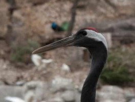 清远旅游景点，广东清远旅游景点