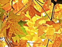 彩虹岛2升级路线，彩虹岛升级路线2023