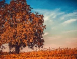 老山界路线，老山界路线图时间地点事件