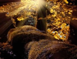 去罗湖怎么走，到罗湖有多远