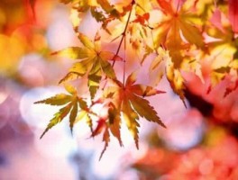 上海到神仙居怎么走，上海到神仙居怎么走最快