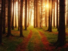 泰姬陵路线，泰姬陵 地图