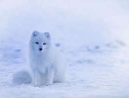 顺德旅游美食线路图最新消息(2022五一顺德美食旅游路线2022五一顺德美食旅游路线图)