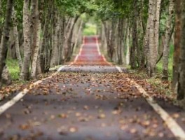 组织路线，组织路线的内容是什么