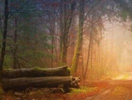 288路线图，288路车