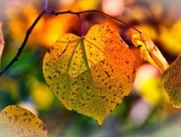 455路公交车路线，455路公交车路线时间表