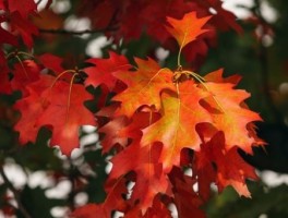 西安6路线，西安6路路线