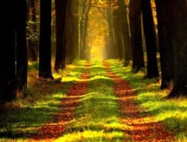 魔兽部落升级路线，魔兽部落升级路线160