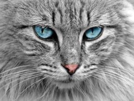 关于西安旅游的美食介绍宣传语(西安旅游有哪些特色美食)