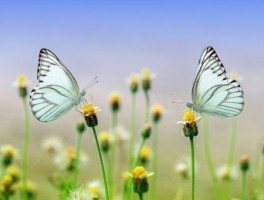 老年旅游团，新东方中老年旅游团