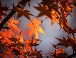 东营旅游，东营旅游宣传片