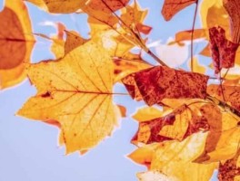 花溪湿地公园怎么走，花溪湿地公园怎么走地铁
