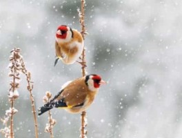 旅游去到西安如果没吃过这些美食(西安十大美食名吃有哪些)