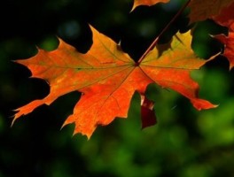 朝鲜旅游价格，朝鲜旅游费用