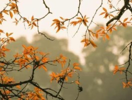 桂林山水旅游景点相关介绍，桂林山水风景名胜区