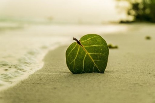 大连海鲜美食旅游(有哪些好吃不贵的美食) 大连海鲜美食旅游(有哪些好吃不贵的美食)