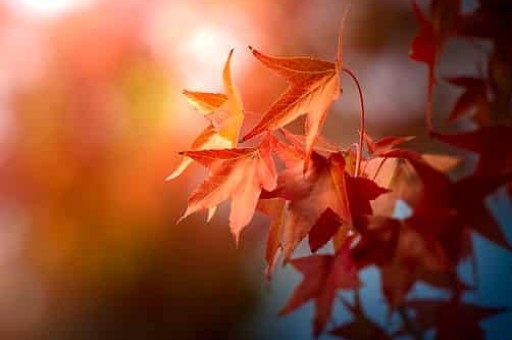 设计一条河南美食主题的旅游线路(有什么河南旅游景点和美食推荐吗) 设计一条河南美食主题的旅游线路(有什么河南旅游景点和美食推荐吗)