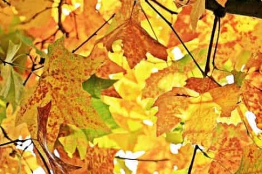 澳洲美食旅游线路(澳大利亚自驾游14条最佳路线) 澳洲美食旅游线路(澳大利亚自驾游14条最佳路线)