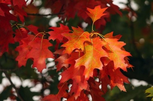 旅游美食多的地方(适合吃货的有哪些旅游景点) 旅游美食多的地方(适合吃货的有哪些旅游景点)