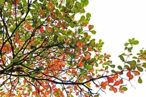 长征的路线是什么,长征的路线是什么50字 长征的路线是什么,长征的路线是什么50字